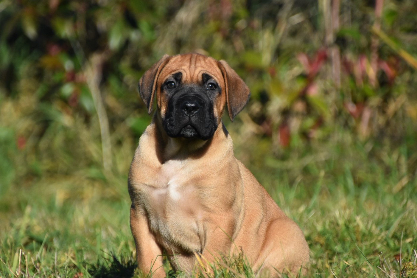 Des Guerriers Du Fenua - Chiots disponibles - Cane Corso