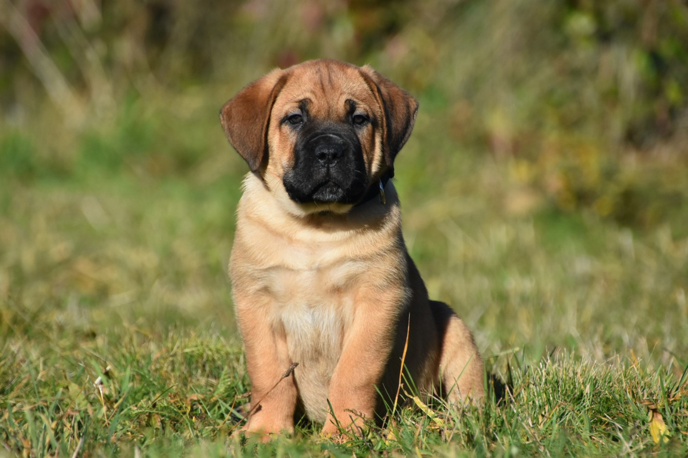 Des Guerriers Du Fenua - Chiots disponibles - Cane Corso