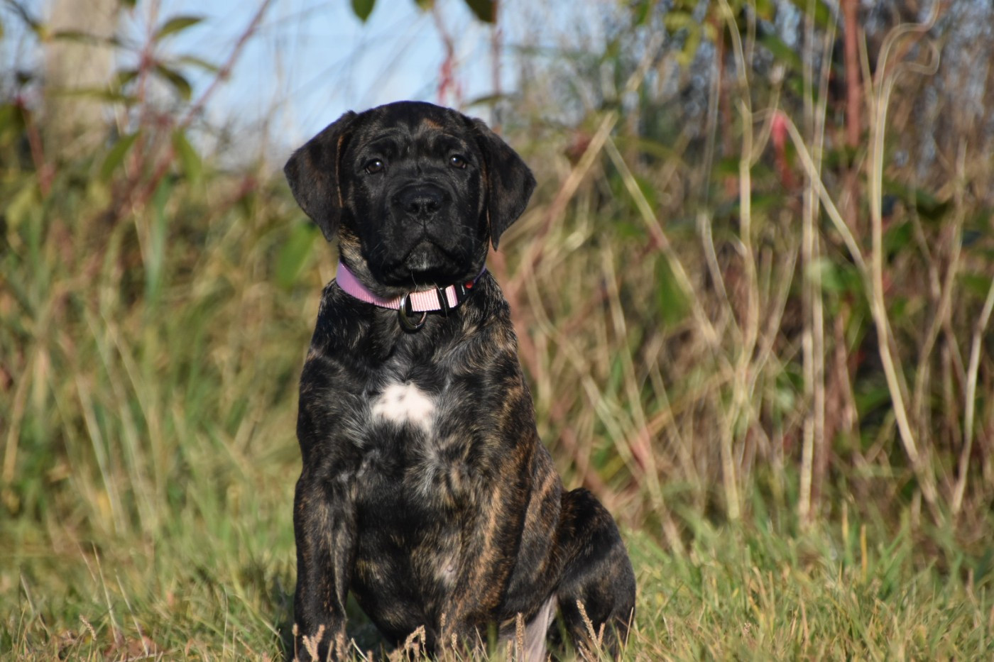 Des Guerriers Du Fenua - Chiots disponibles - Cane Corso