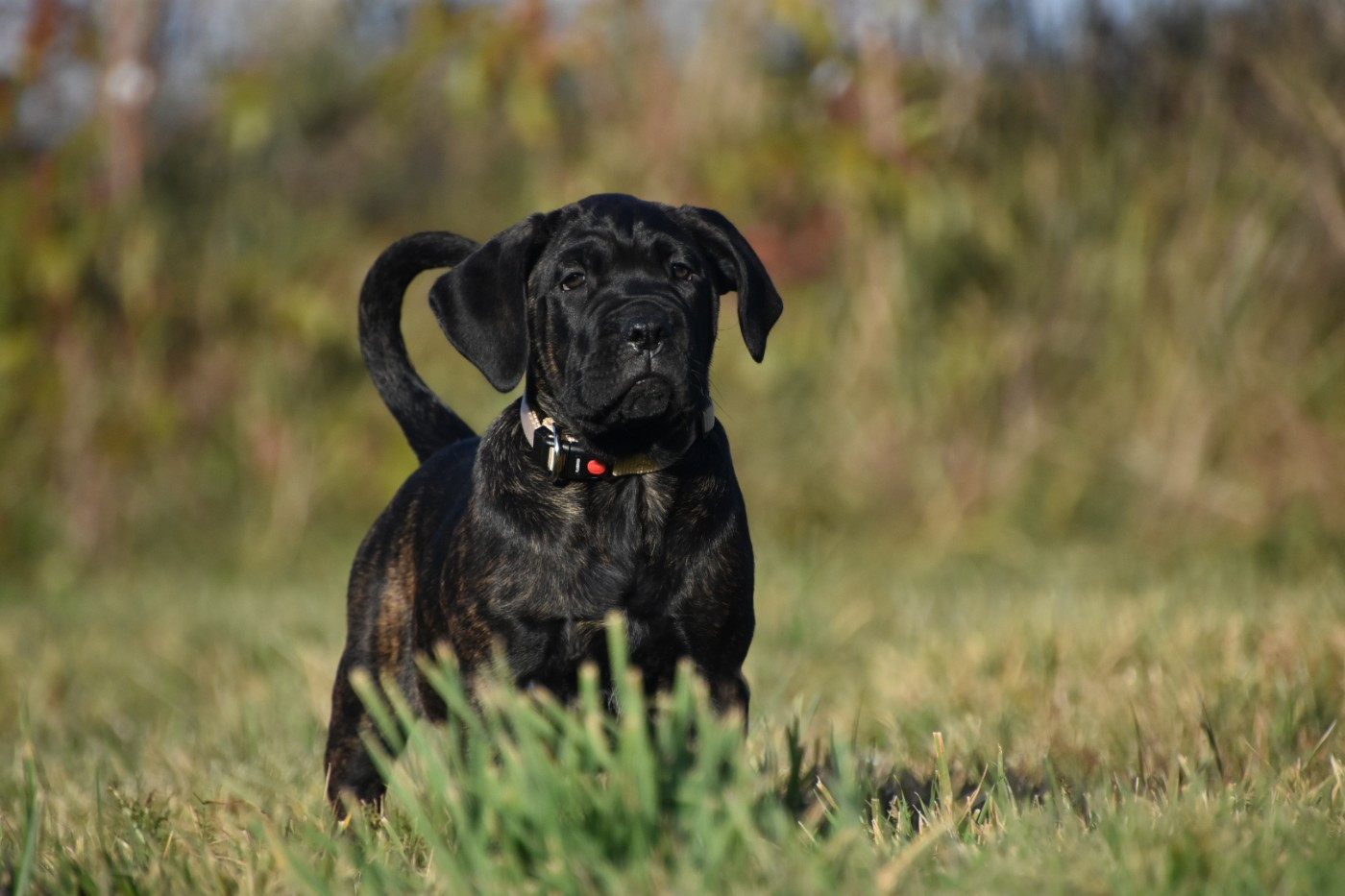 Des Guerriers Du Fenua - Chiots disponibles - Cane Corso