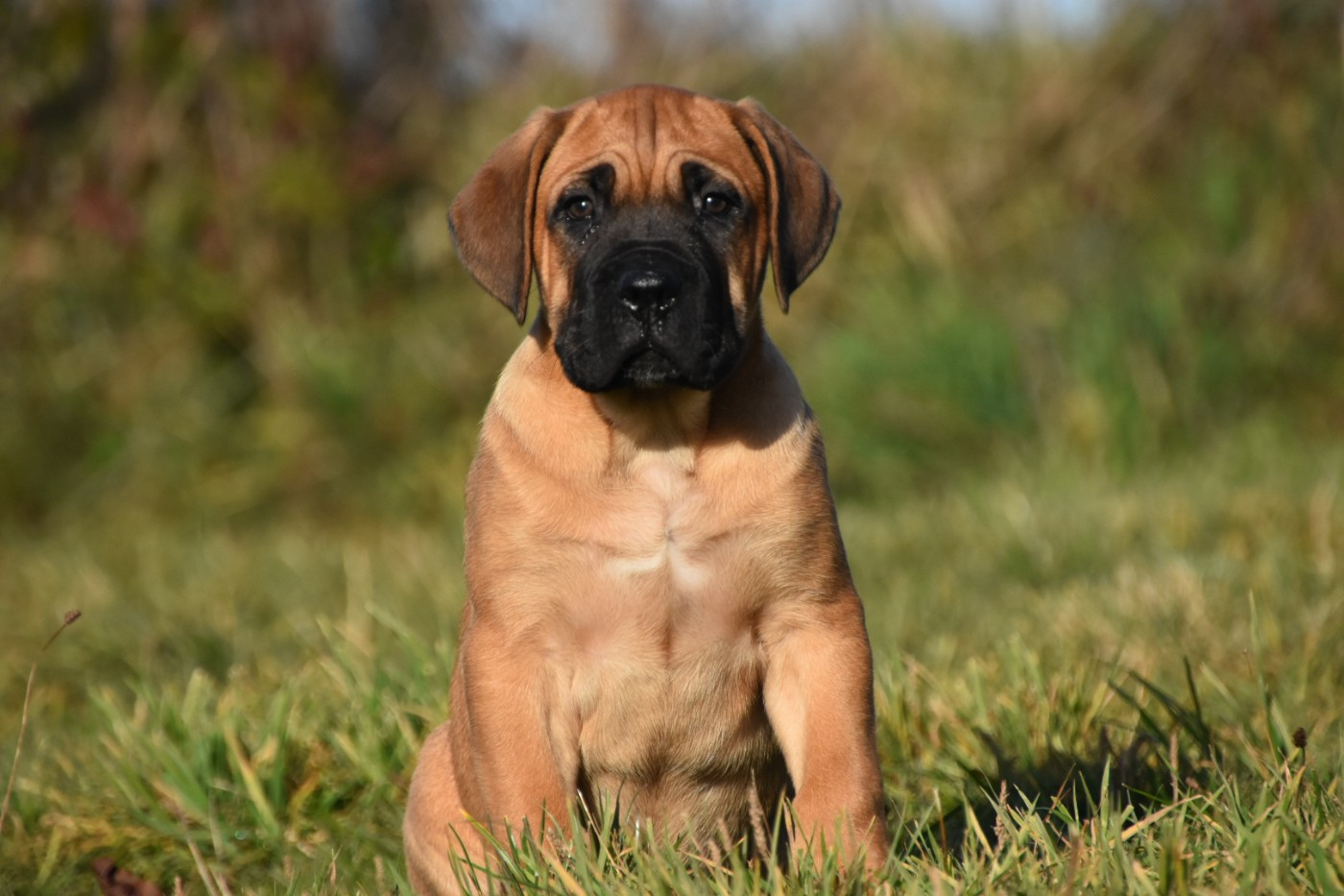 Des Guerriers Du Fenua - Chiots disponibles - Cane Corso