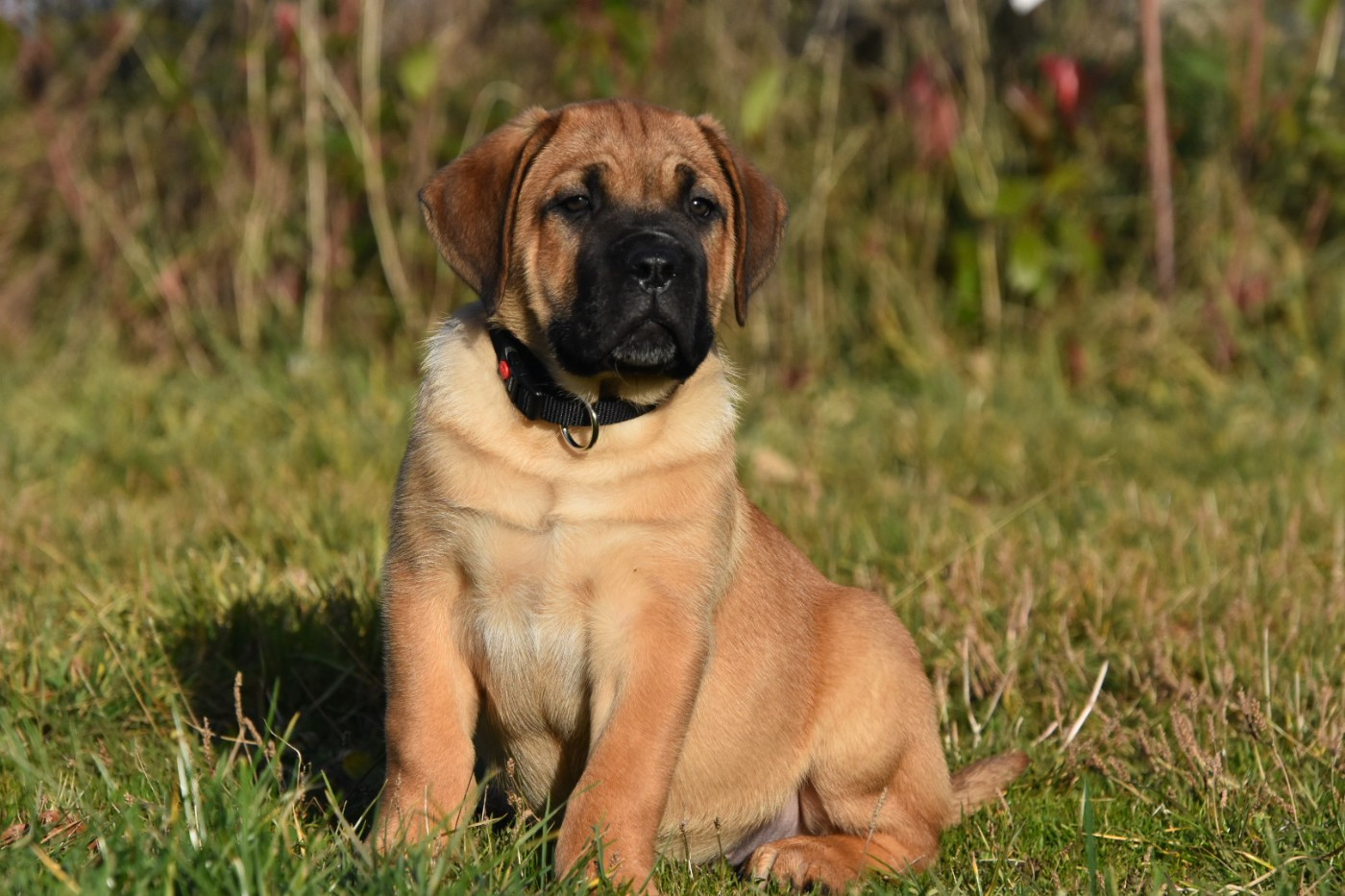 Des Guerriers Du Fenua - Chiots disponibles - Cane Corso