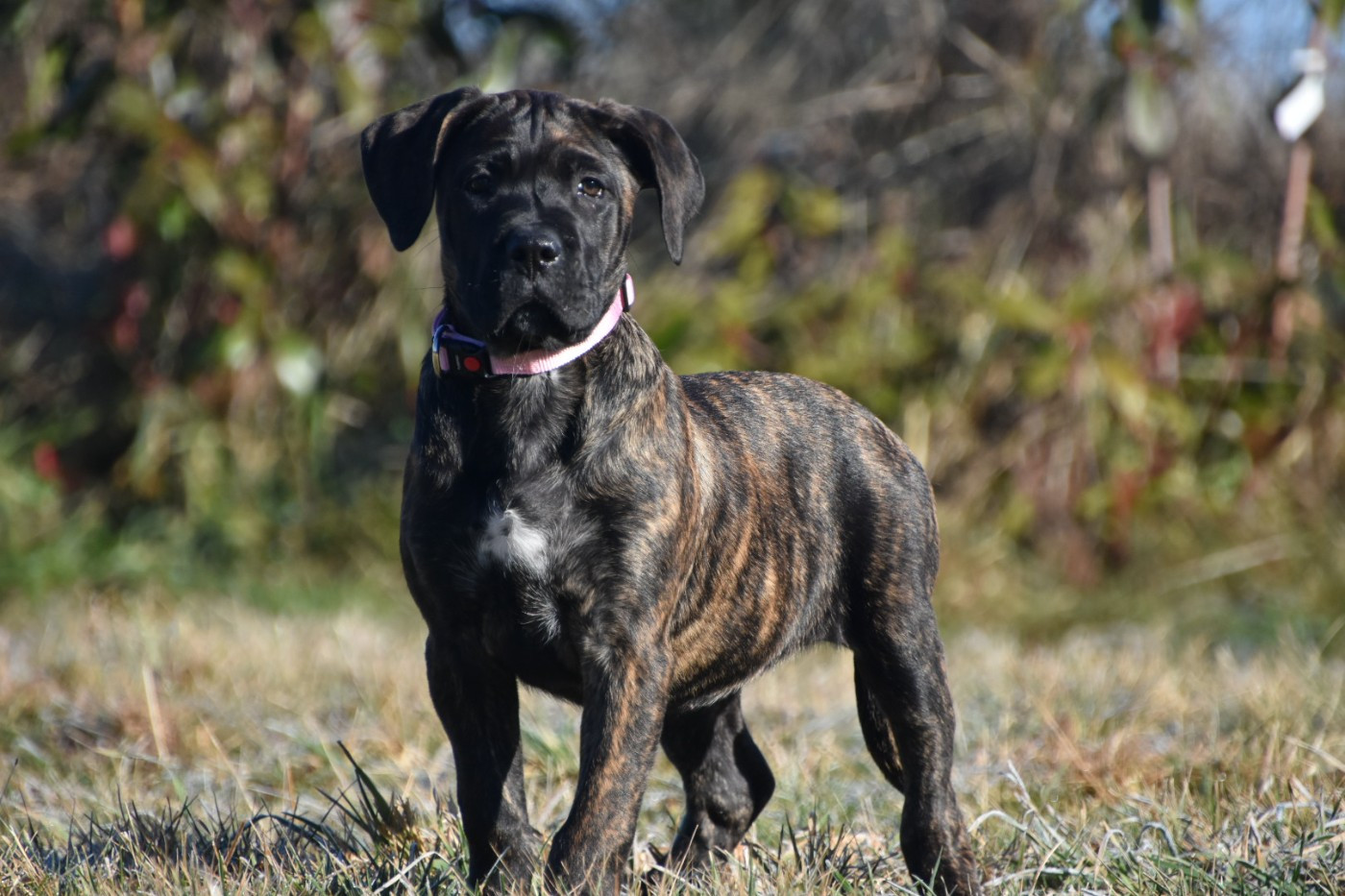 Des Guerriers Du Fenua - Chiots disponibles - Cane Corso