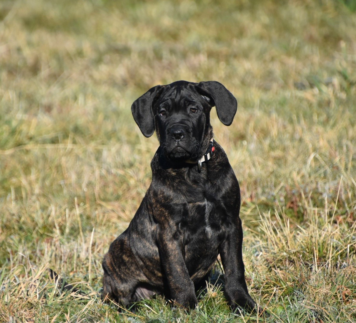 Des Guerriers Du Fenua - Chiots disponibles - Cane Corso