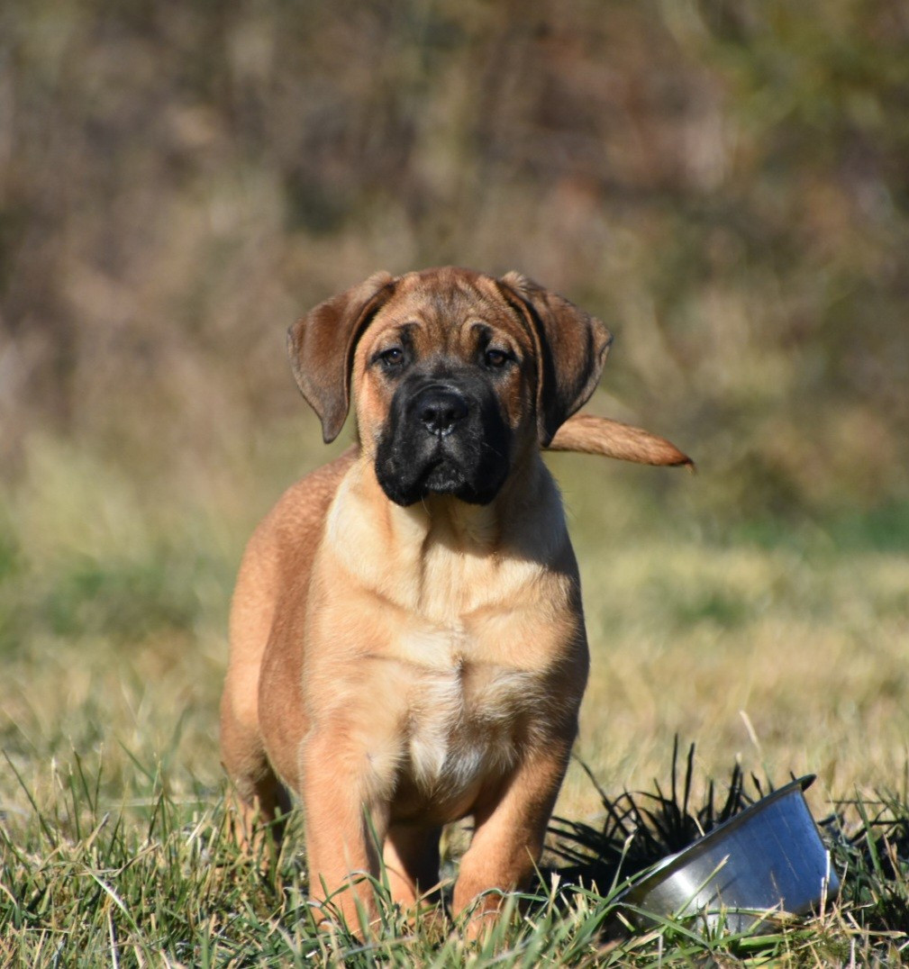 Des Guerriers Du Fenua - Chiots disponibles - Cane Corso