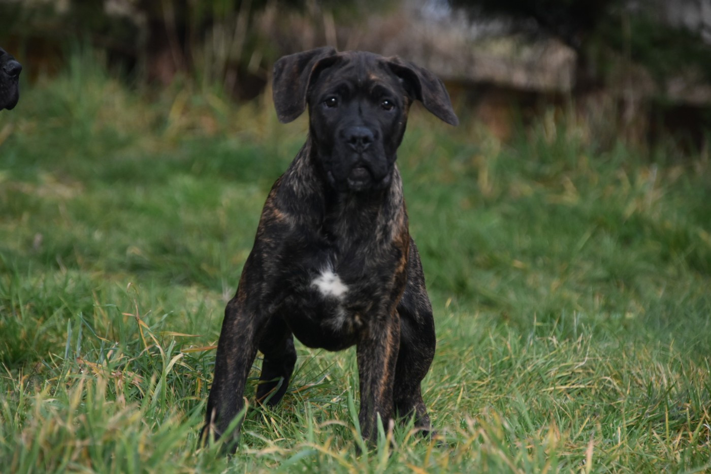 Des Guerriers Du Fenua - Chiots disponibles - Cane Corso