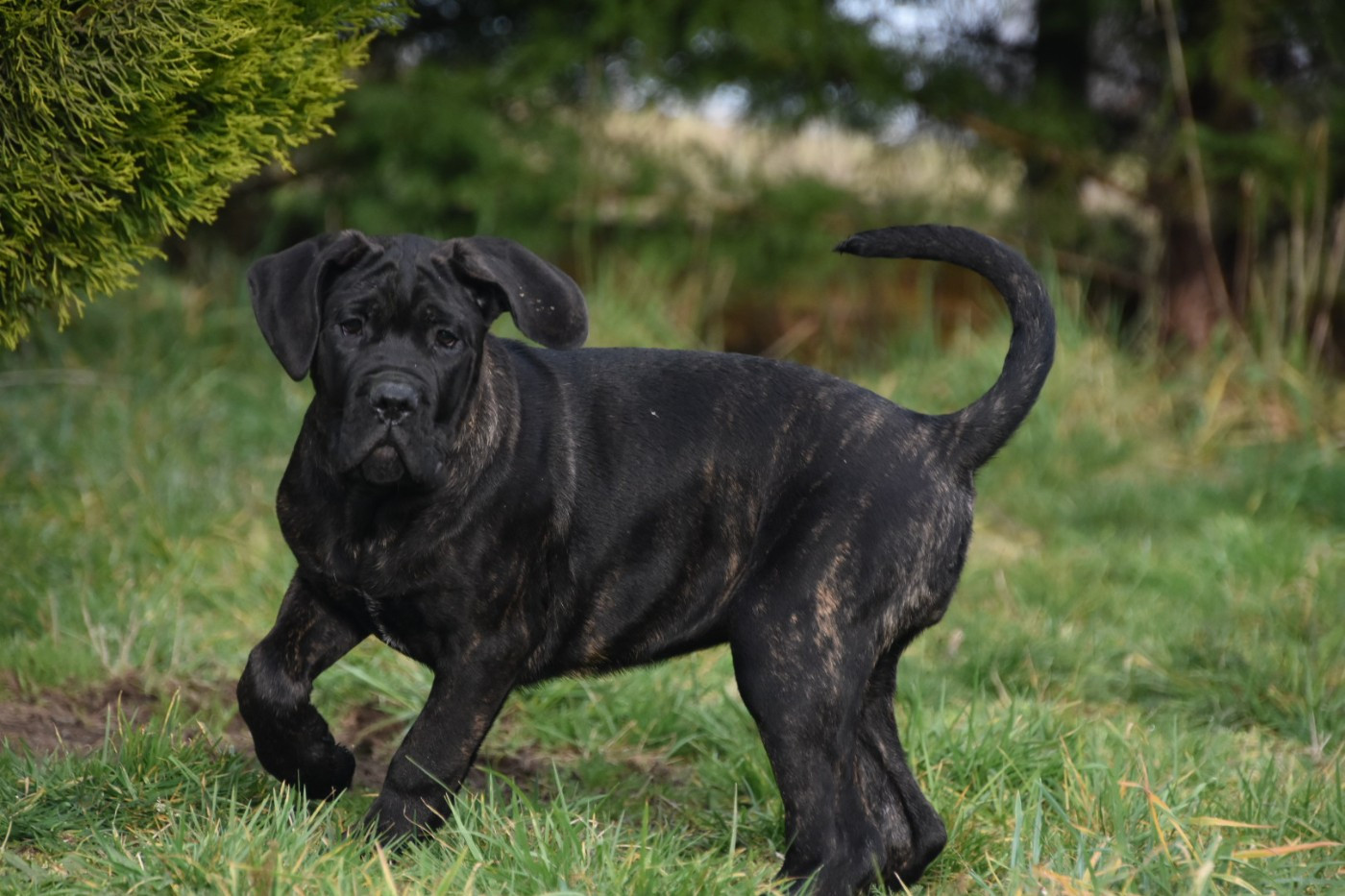 Des Guerriers Du Fenua - Chiots disponibles - Cane Corso