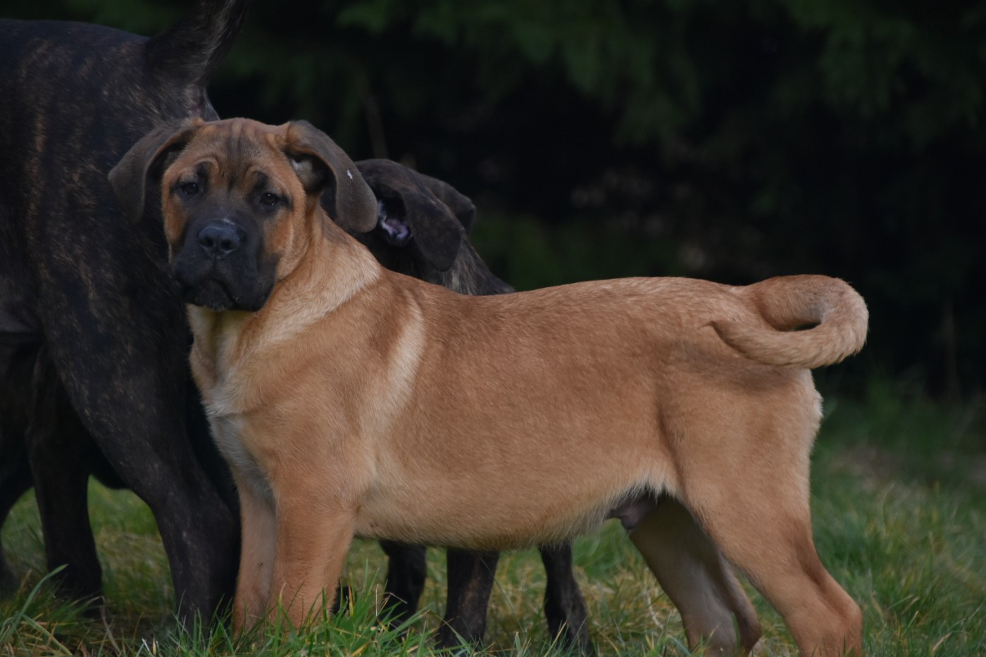 Des Guerriers Du Fenua - Chiots disponibles - Cane Corso
