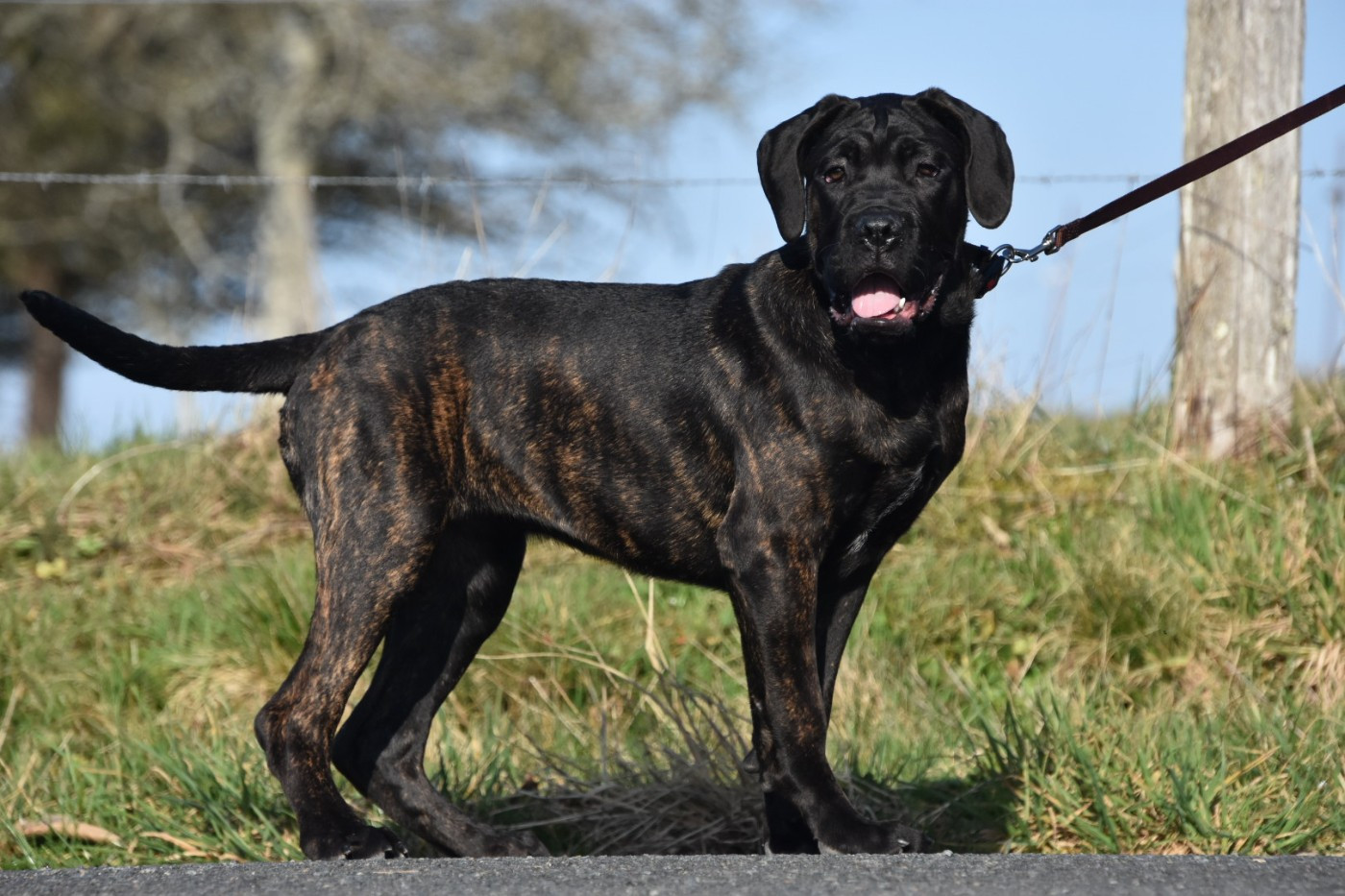 Des Guerriers Du Fenua - Chiots disponibles - Cane Corso