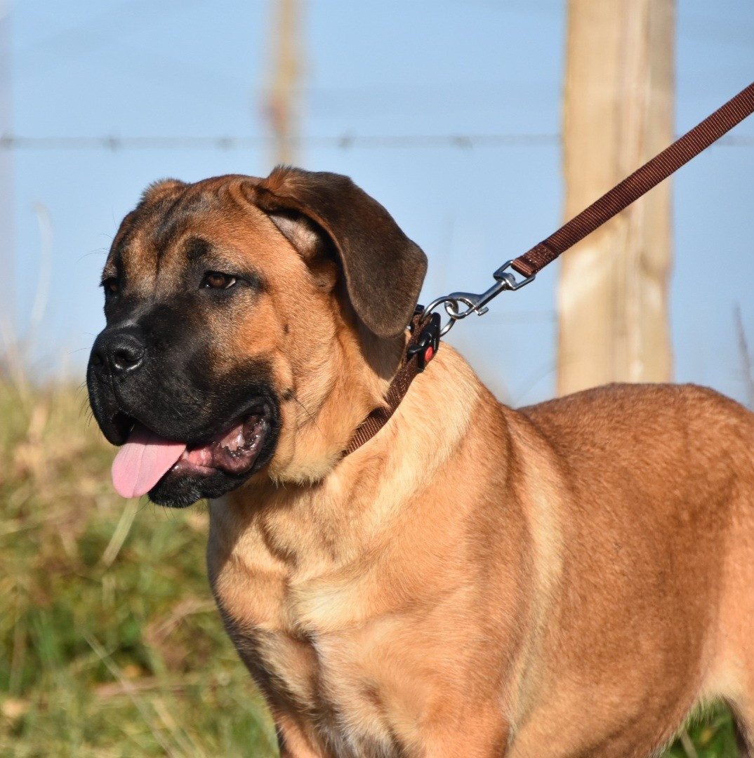 Des Guerriers Du Fenua - Chiots disponibles - Cane Corso