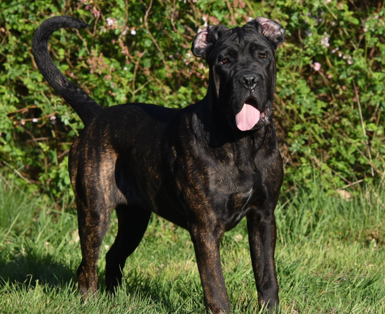 Des Guerriers Du Fenua - Chiots disponibles - Cane Corso