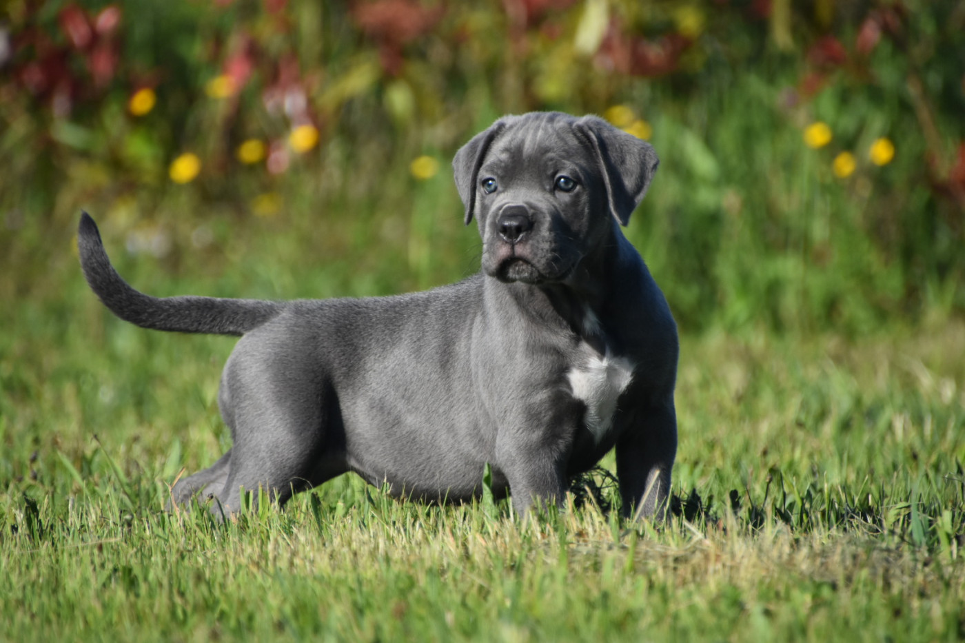Des Guerriers Du Fenua - Chiots disponibles - Cane Corso