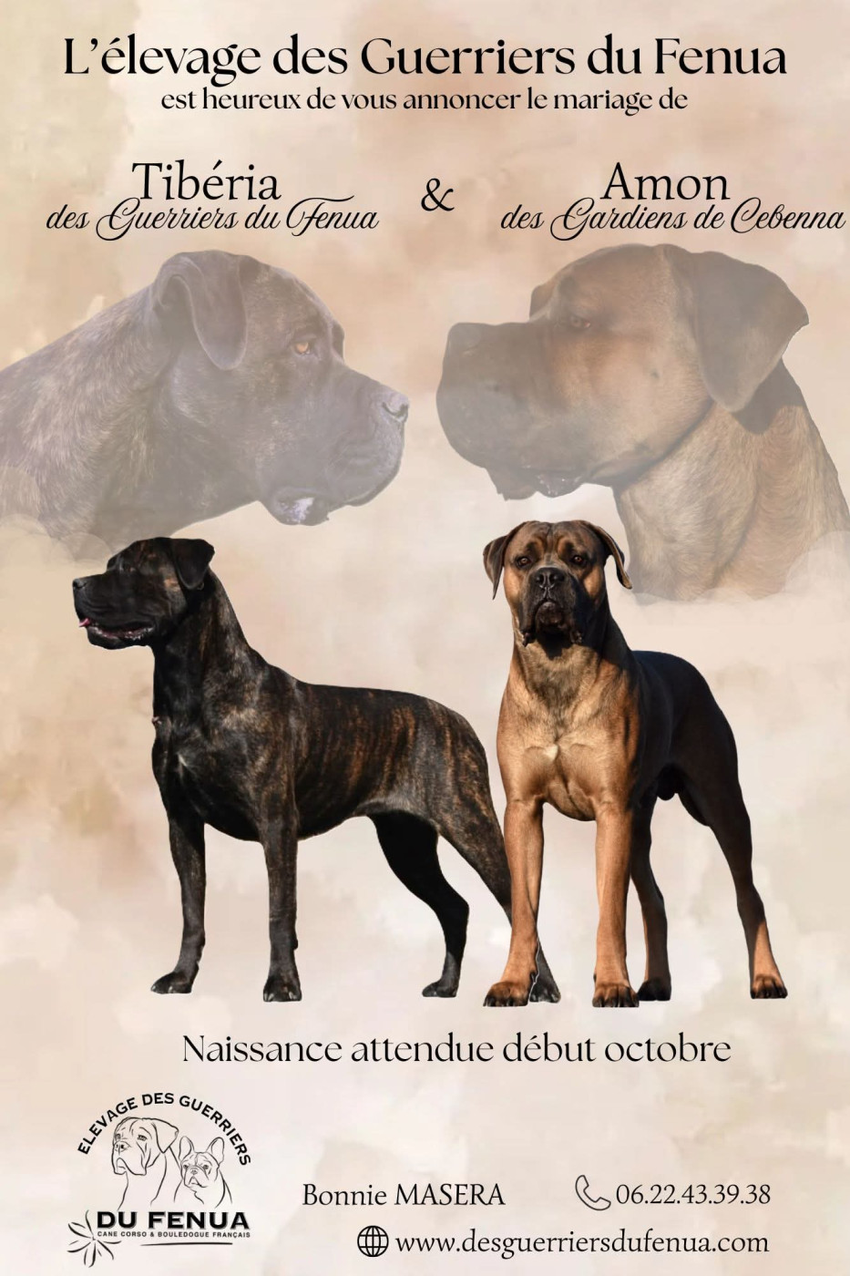 Des Guerriers Du Fenua - Chiots disponibles - Cane Corso