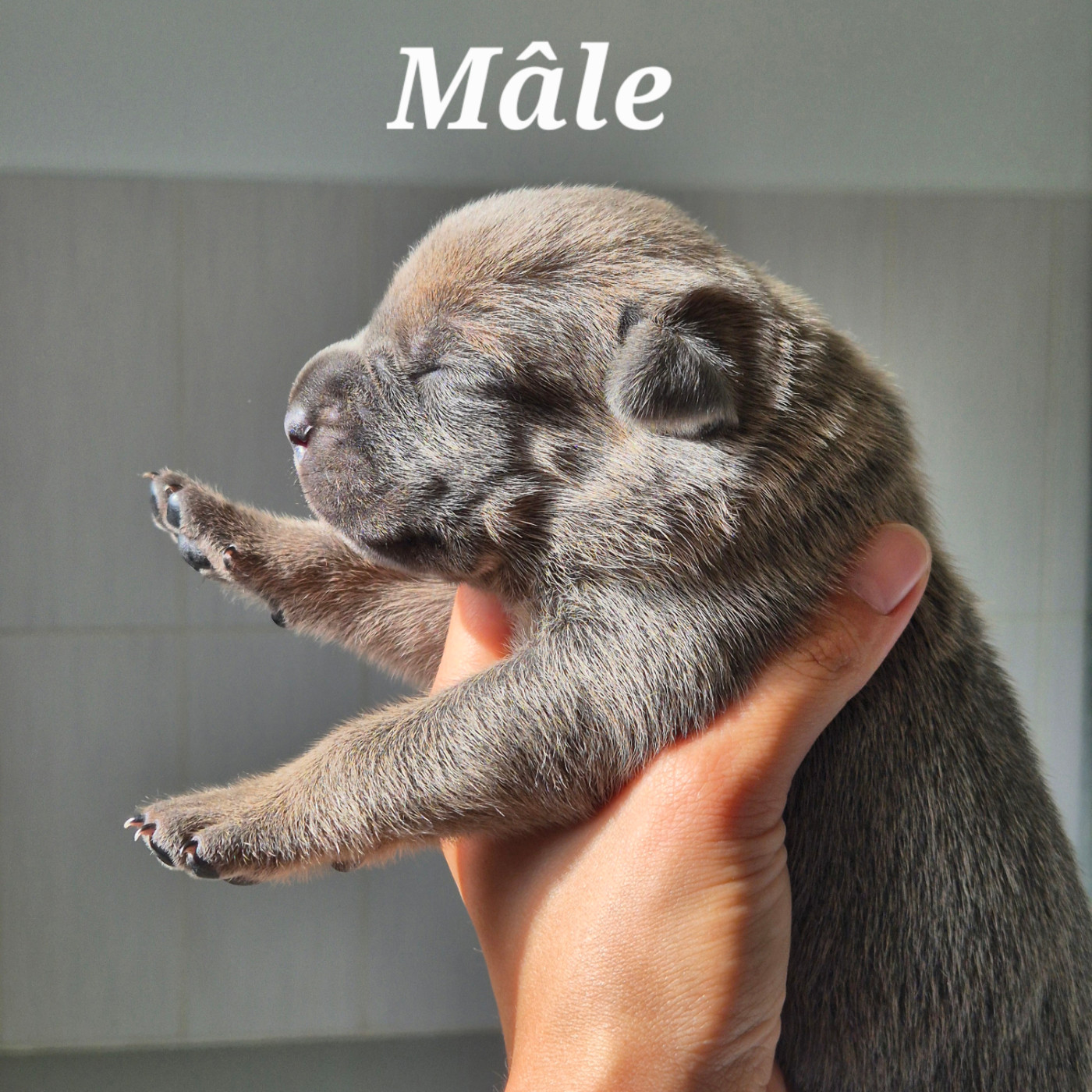 Des Guerriers Du Fenua - Chiots disponibles - Cane Corso
