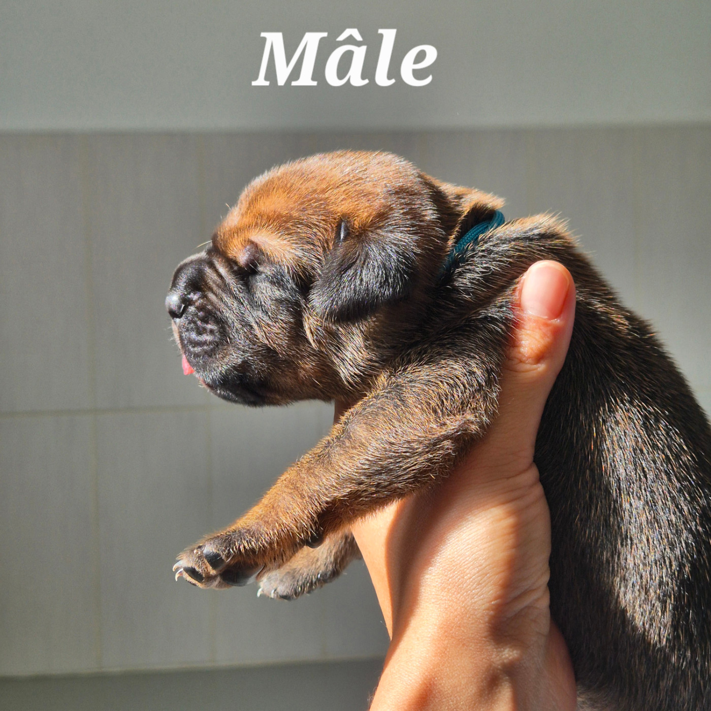 Des Guerriers Du Fenua - Chiots disponibles - Cane Corso