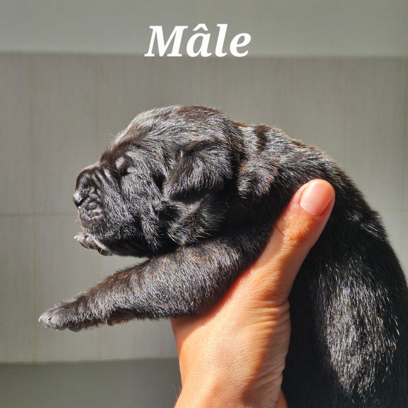 Des Guerriers Du Fenua - Chiots disponibles - Cane Corso
