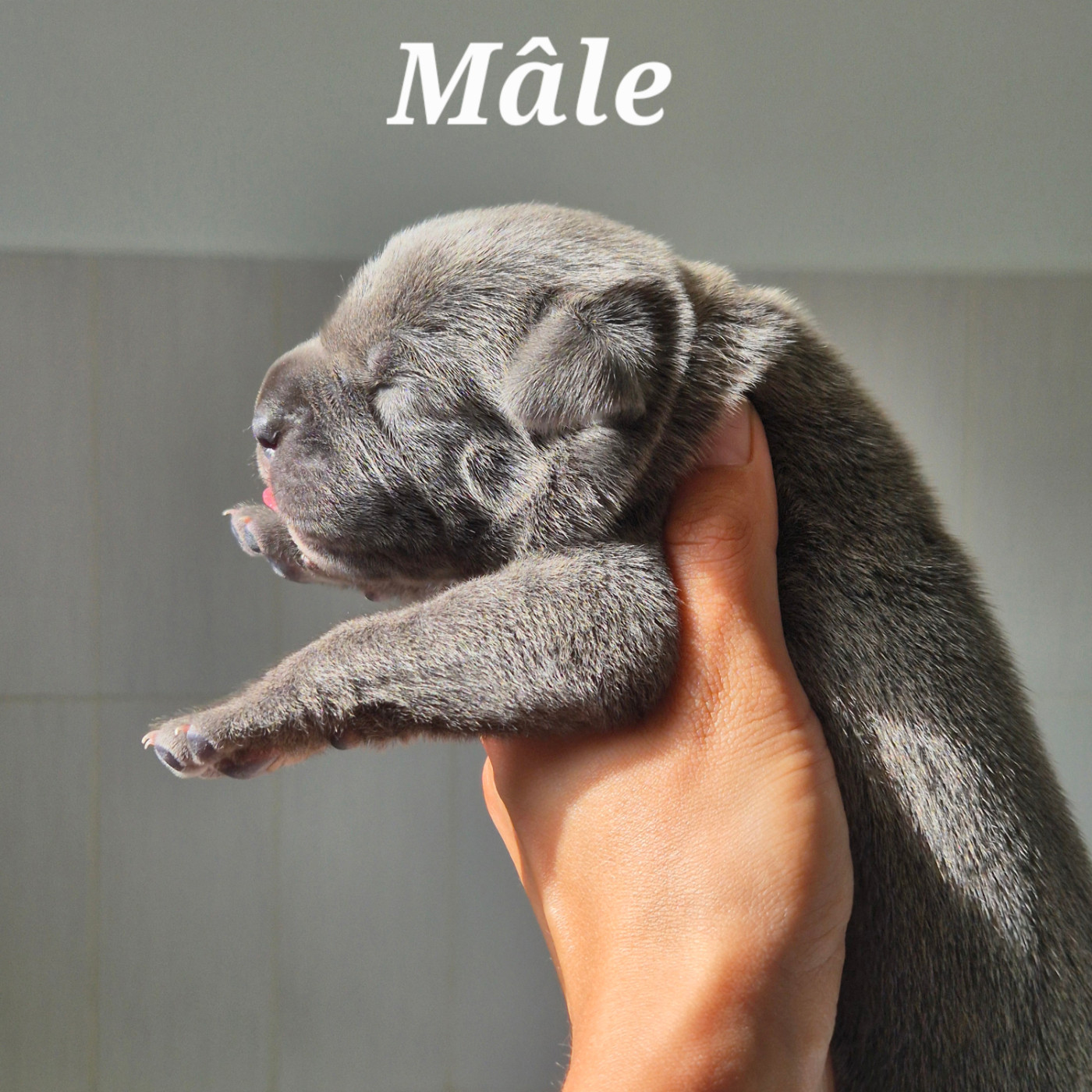 Des Guerriers Du Fenua - Chiots disponibles - Cane Corso