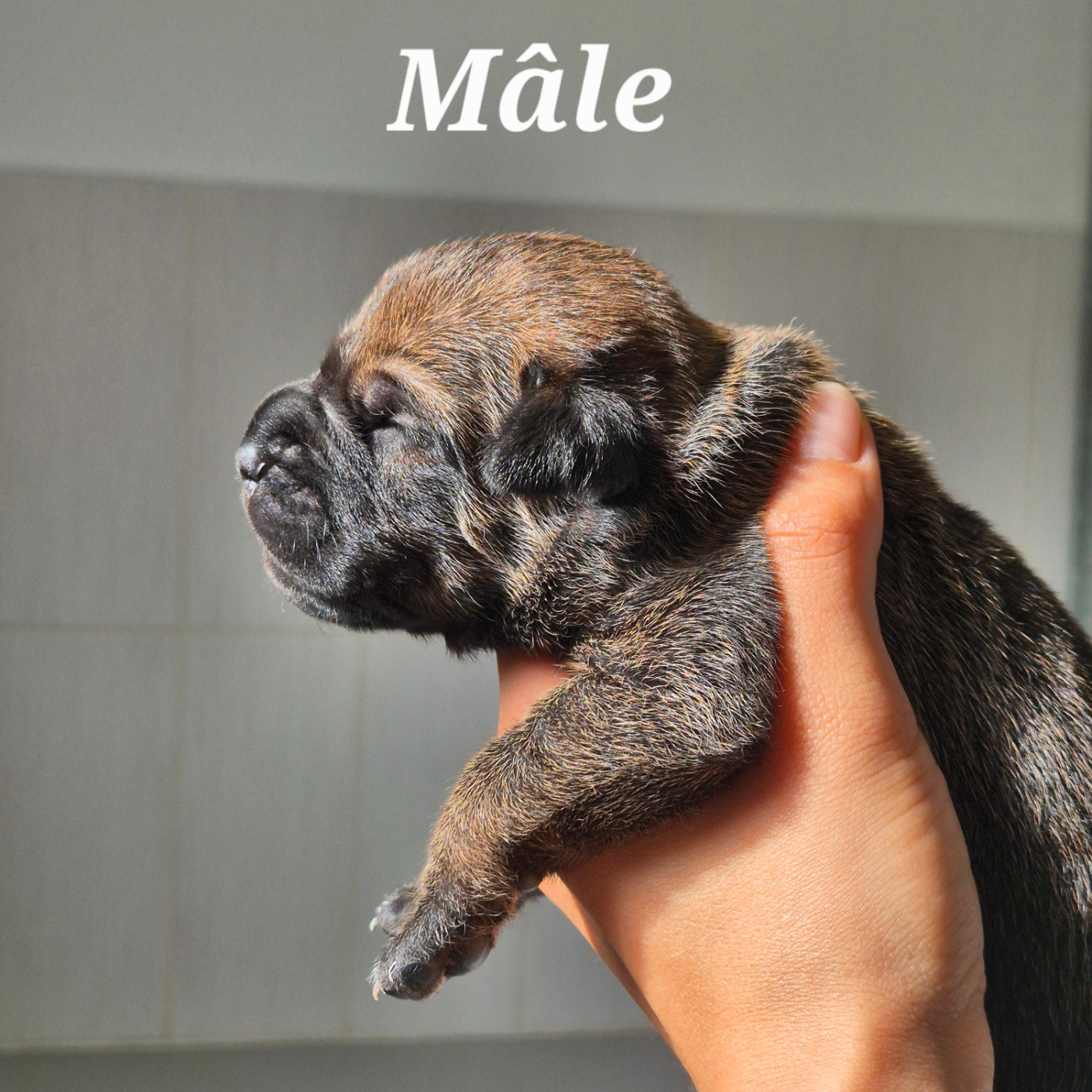 Des Guerriers Du Fenua - Chiots disponibles - Cane Corso