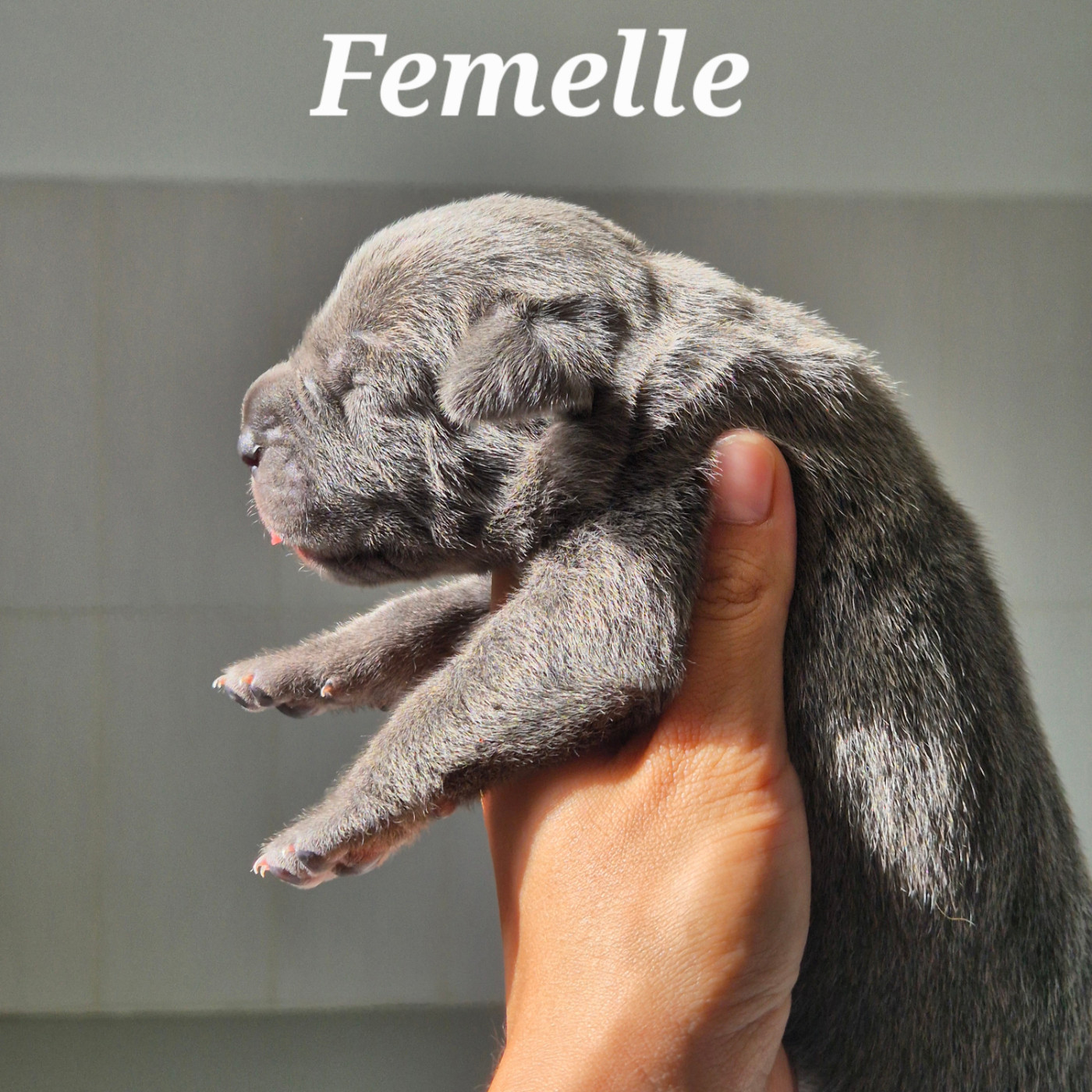 Des Guerriers Du Fenua - Chiots disponibles - Cane Corso