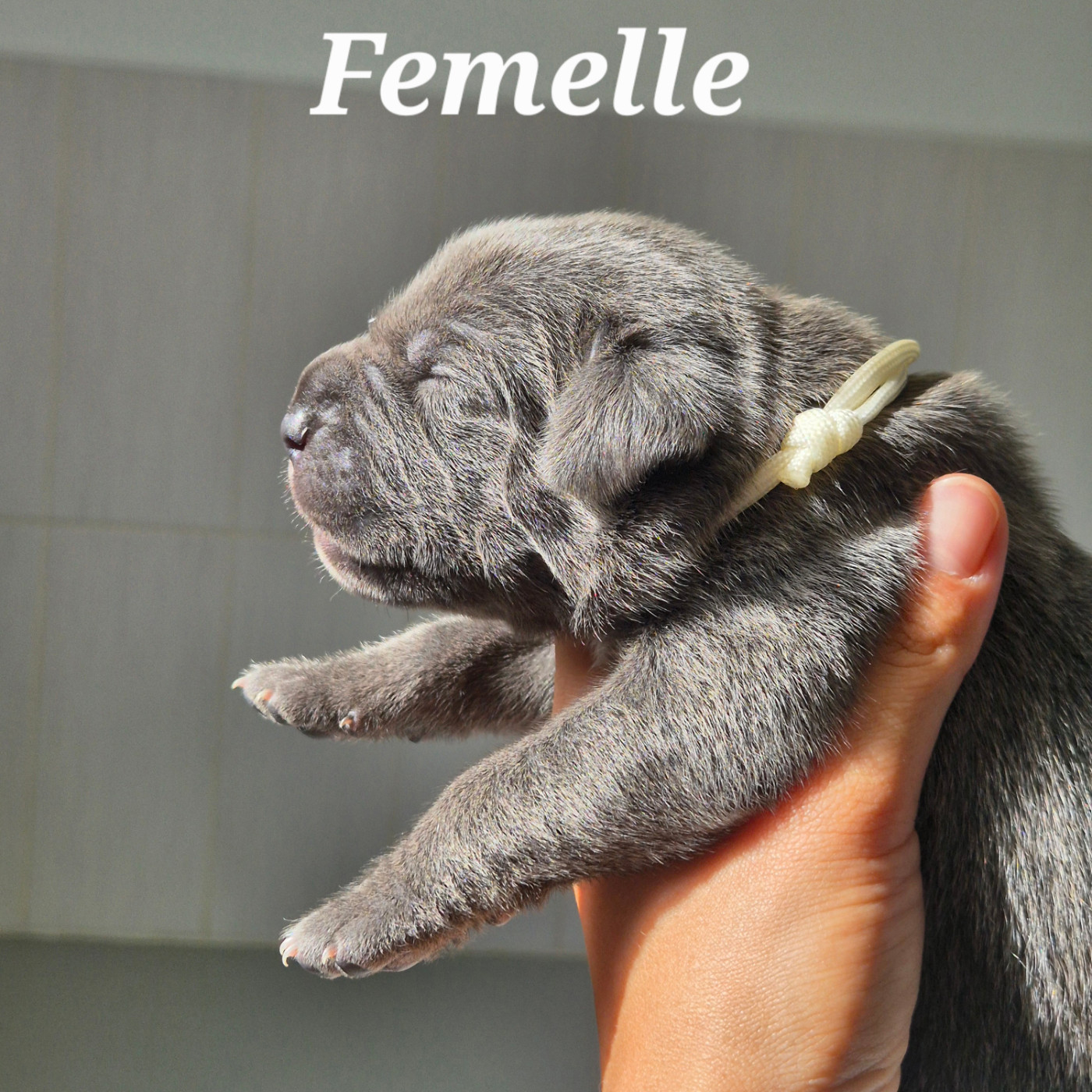 Des Guerriers Du Fenua - Chiots disponibles - Cane Corso