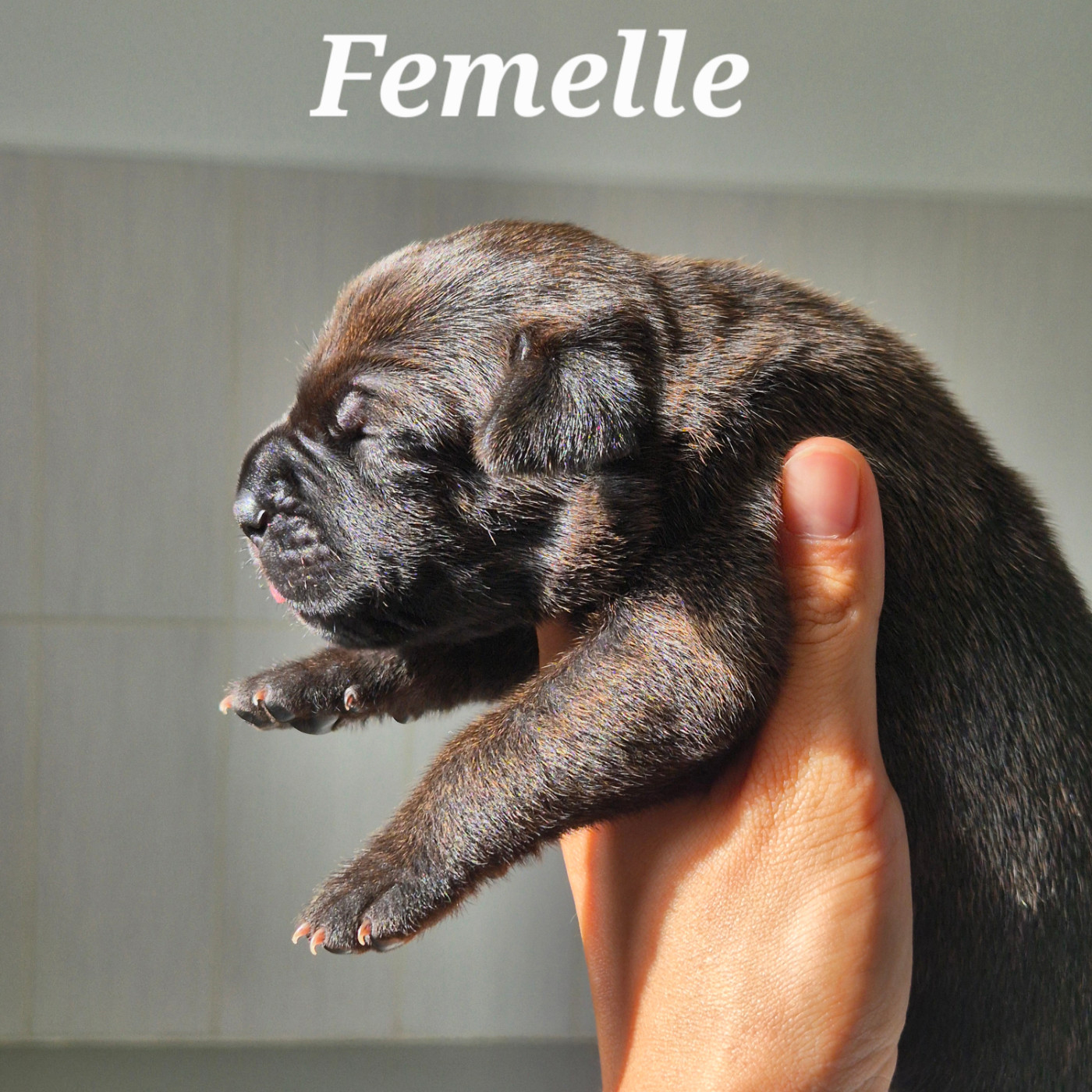 Des Guerriers Du Fenua - Chiots disponibles - Cane Corso