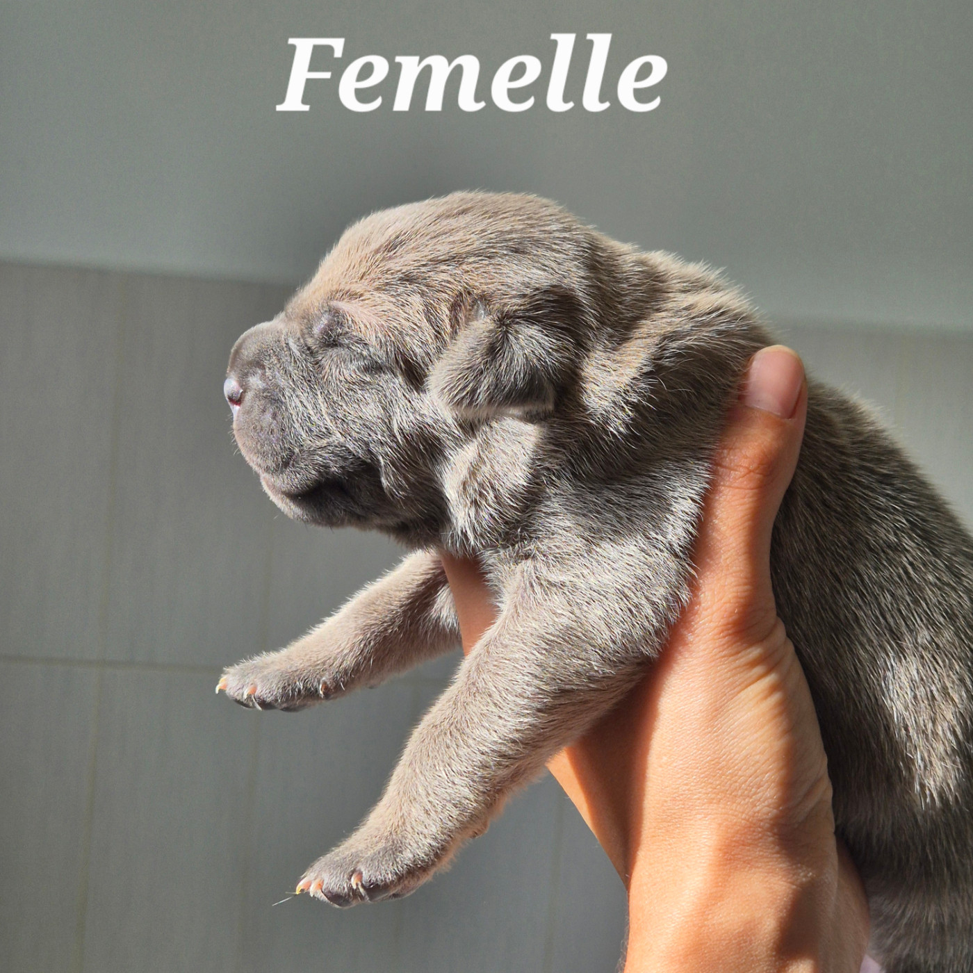 Des Guerriers Du Fenua - Chiots disponibles - Cane Corso