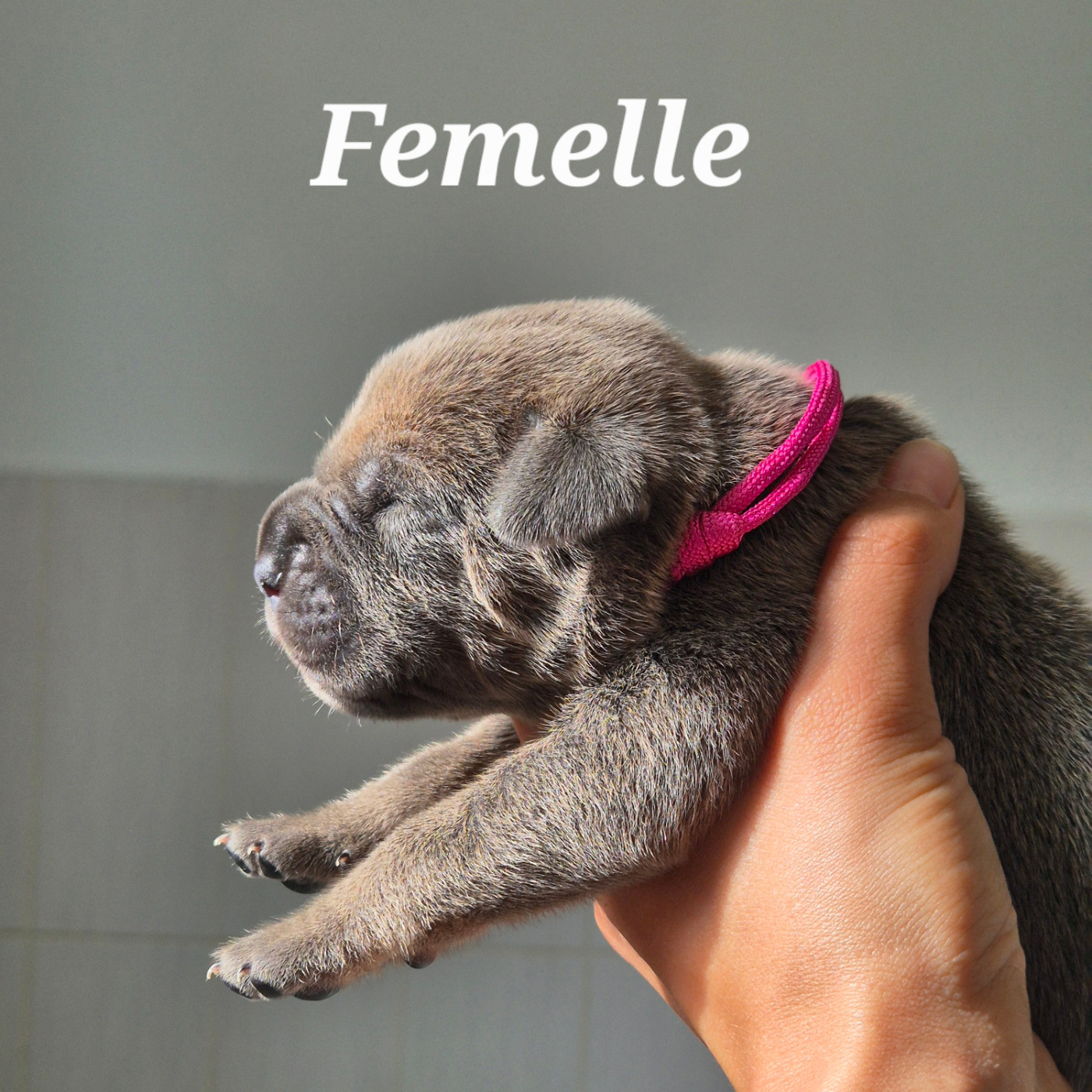 Des Guerriers Du Fenua - Chiots disponibles - Cane Corso