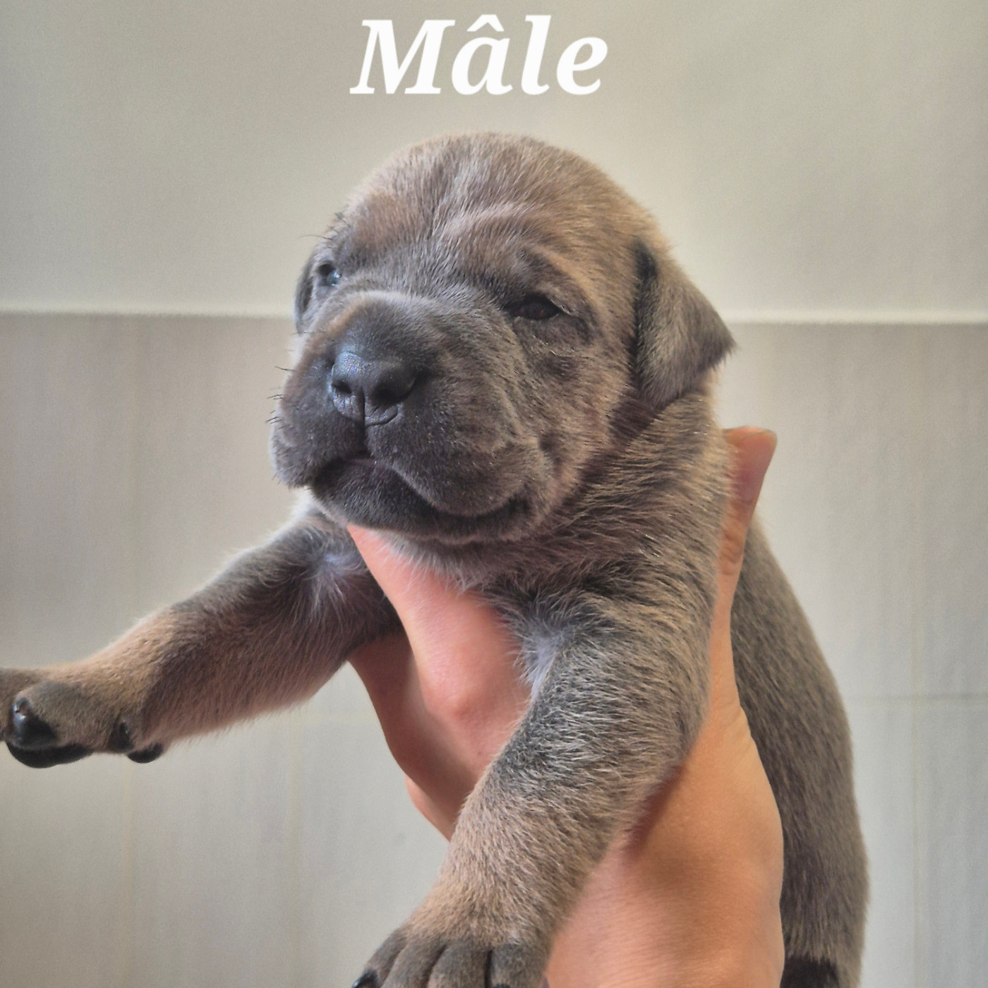 Des Guerriers Du Fenua - Chiots disponibles - Cane Corso