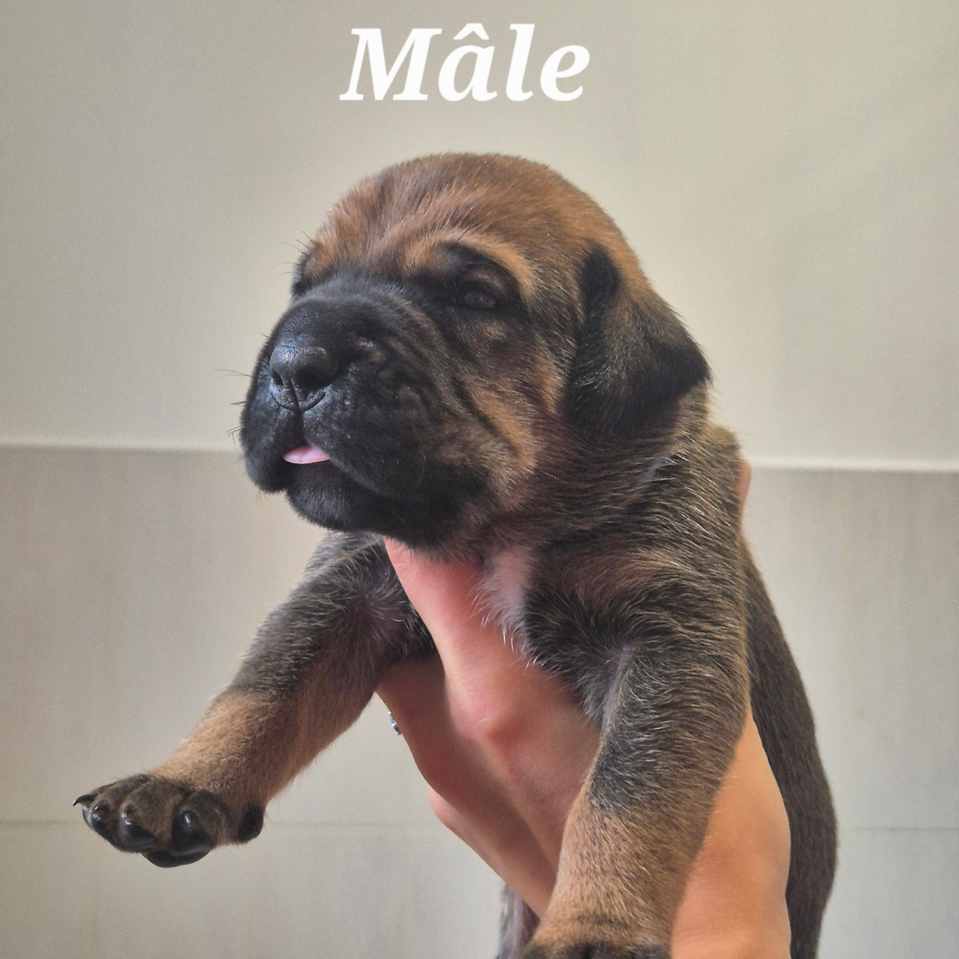 Des Guerriers Du Fenua - Chiots disponibles - Cane Corso