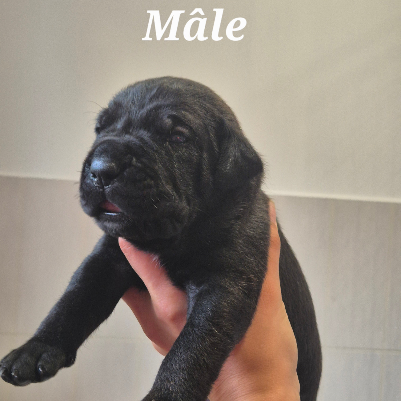 Des Guerriers Du Fenua - Chiots disponibles - Cane Corso