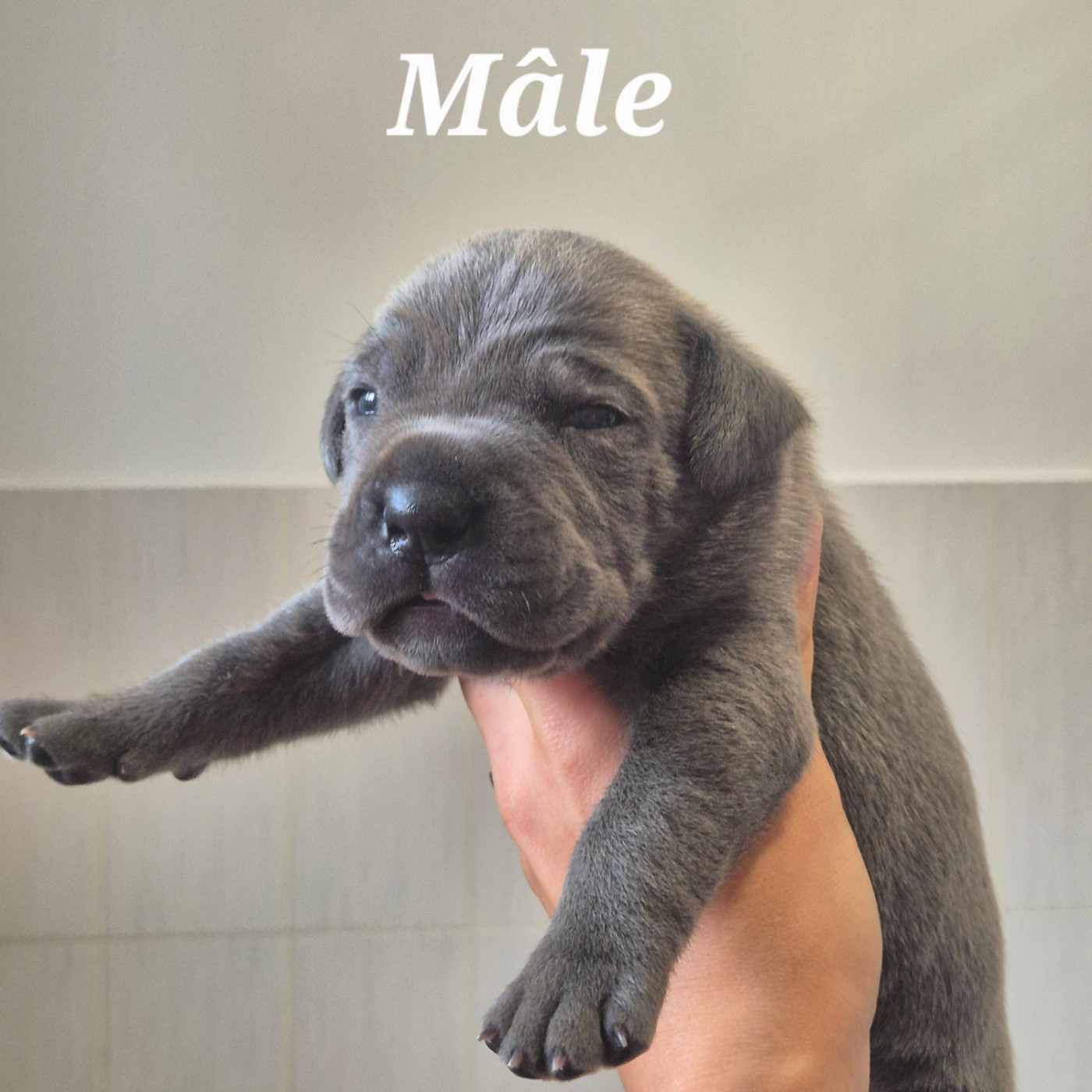 Des Guerriers Du Fenua - Chiots disponibles - Cane Corso