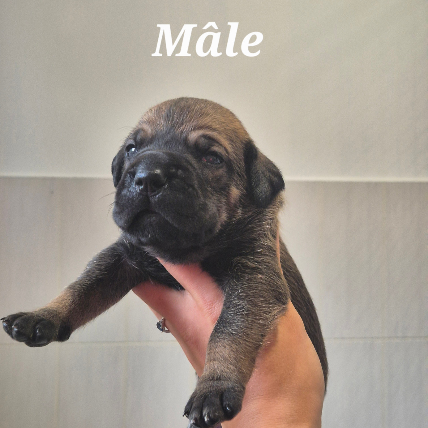 Des Guerriers Du Fenua - Chiots disponibles - Cane Corso
