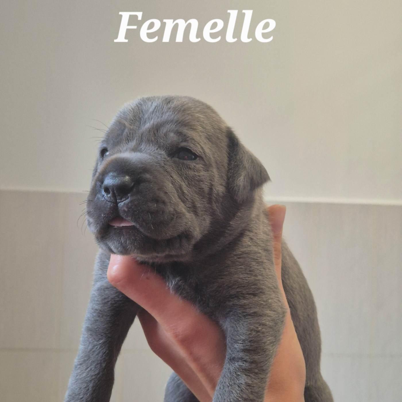 Des Guerriers Du Fenua - Chiots disponibles - Cane Corso