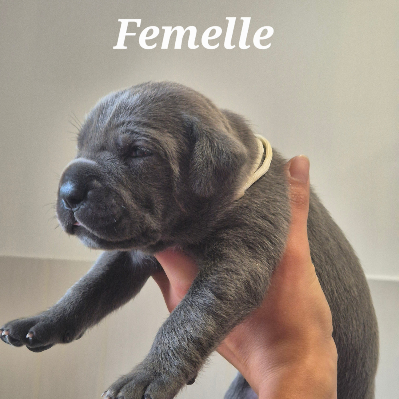 Des Guerriers Du Fenua - Chiots disponibles - Cane Corso