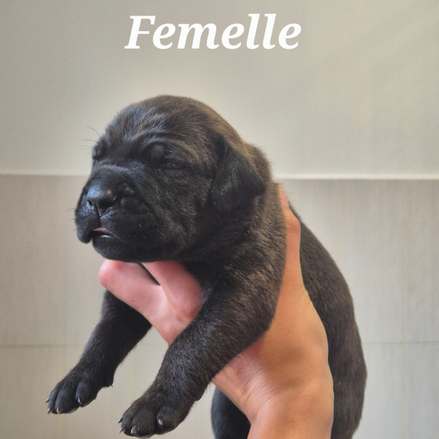 Des Guerriers Du Fenua - Chiots disponibles - Cane Corso