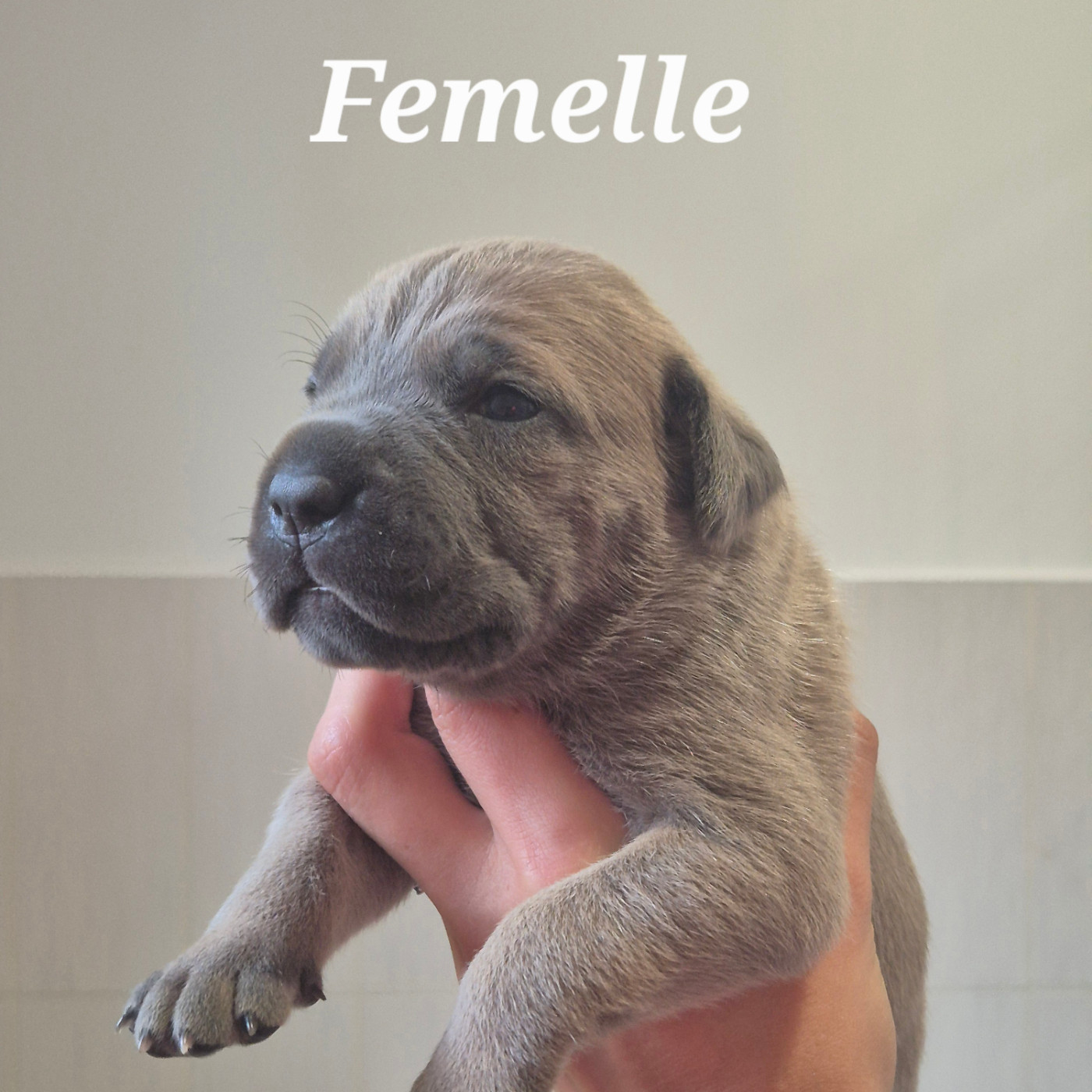 Des Guerriers Du Fenua - Chiots disponibles - Cane Corso