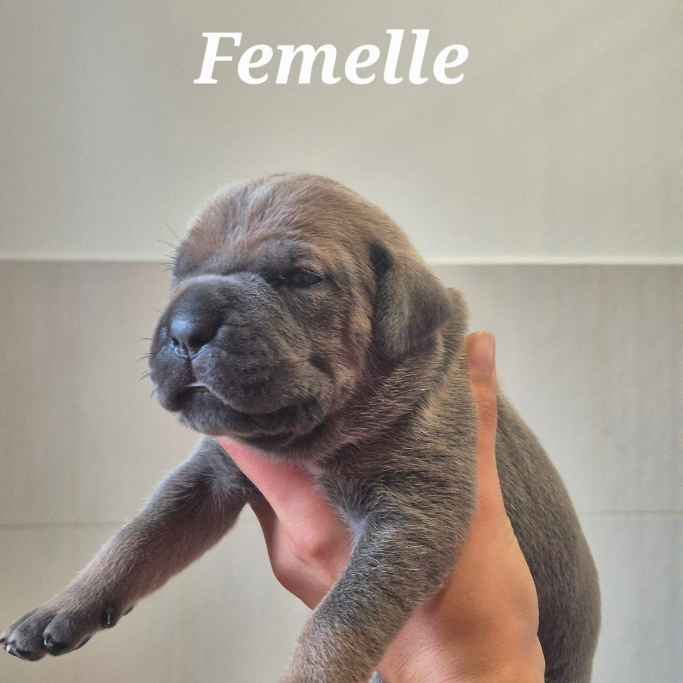 Des Guerriers Du Fenua - Chiots disponibles - Cane Corso
