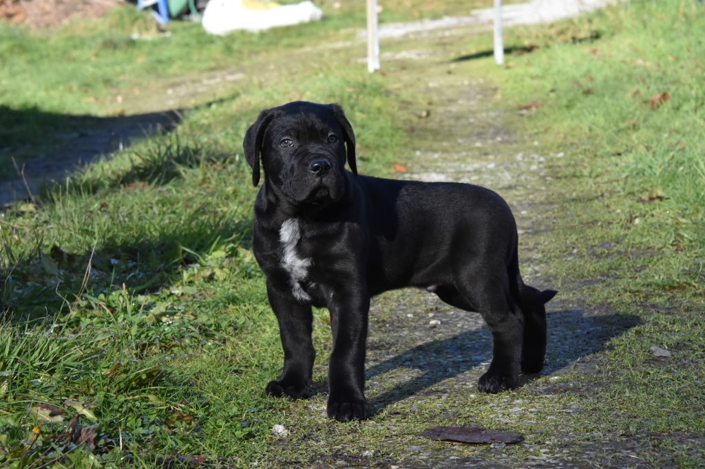 Des Guerriers Du Fenua - Cane Corso - Portée née le 23/10/2022