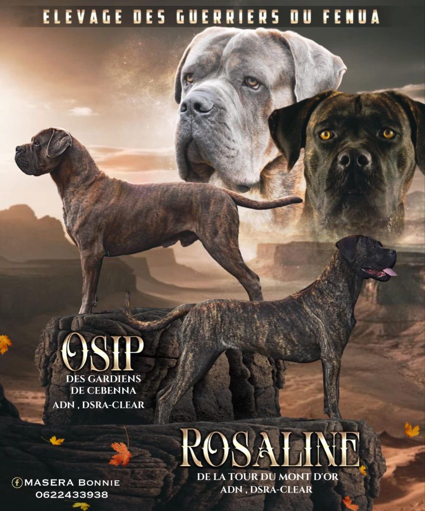 Des Guerriers Du Fenua - Cane Corso - Portée née le 04/11/2024