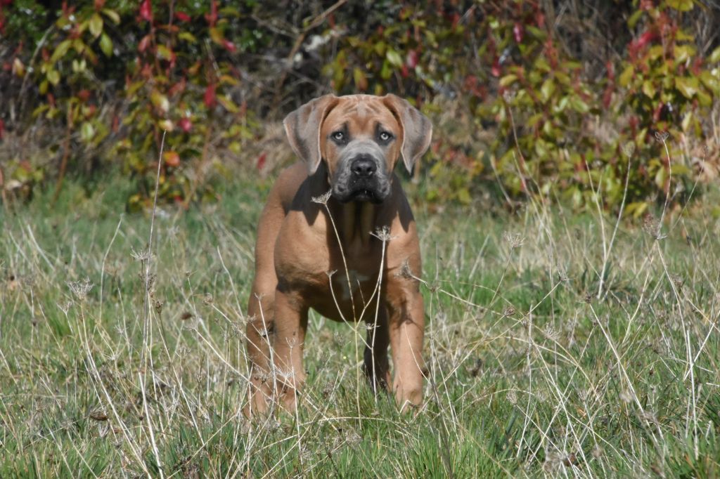 Des Guerriers Du Fenua - Chiots disponibles - Cane Corso