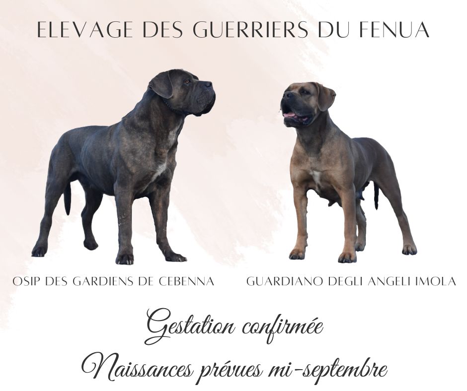 Chiot Cane Corso Des Guerriers Du Fenua