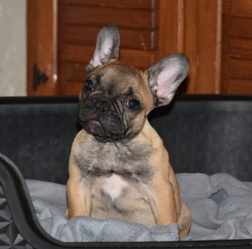 Des Guerriers Du Fenua - Bouledogue français - Portée née le 31/08/2021